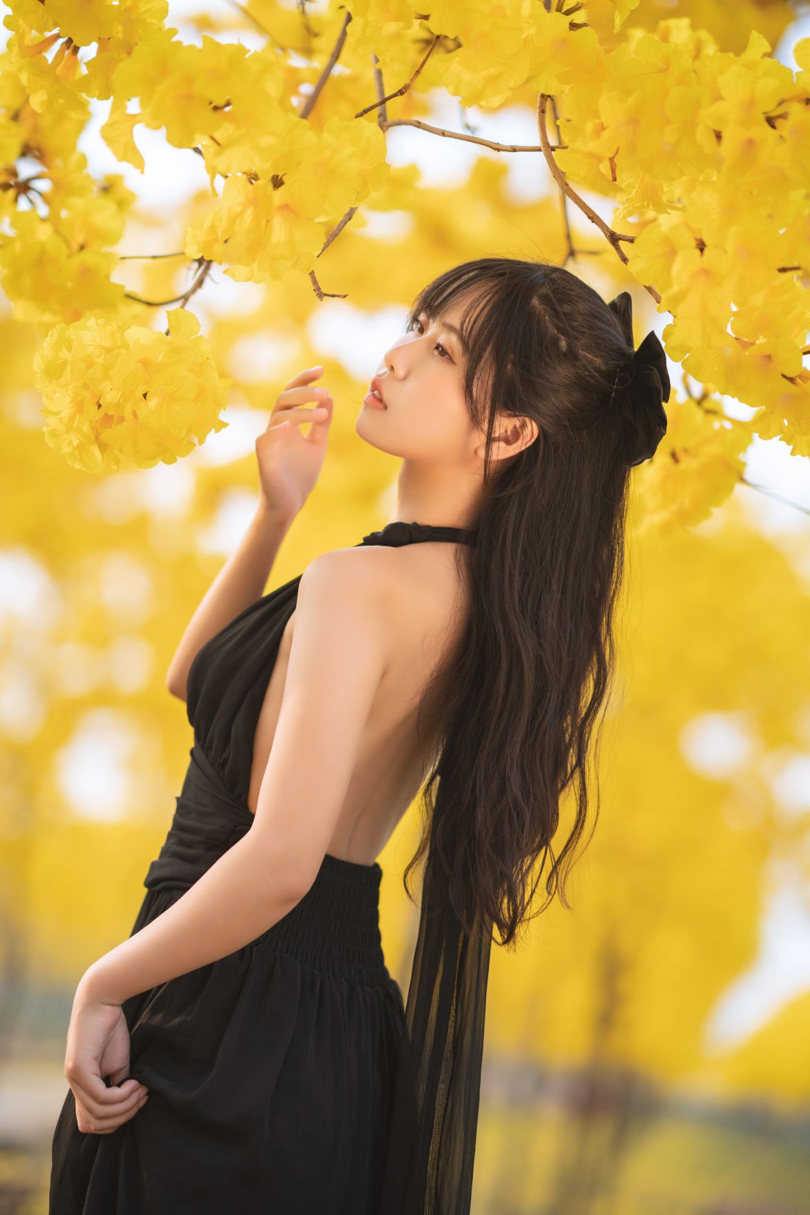 萌芽儿 – 秋有银杏春有黄风铃 – 1687